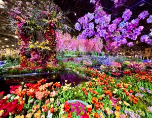 PHS Show 2024 in Philadelphia multi-color flowers